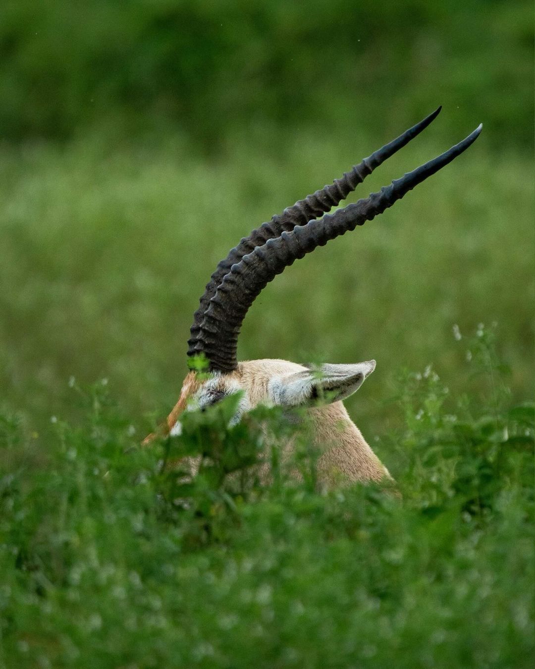 Ngorongoro Crater