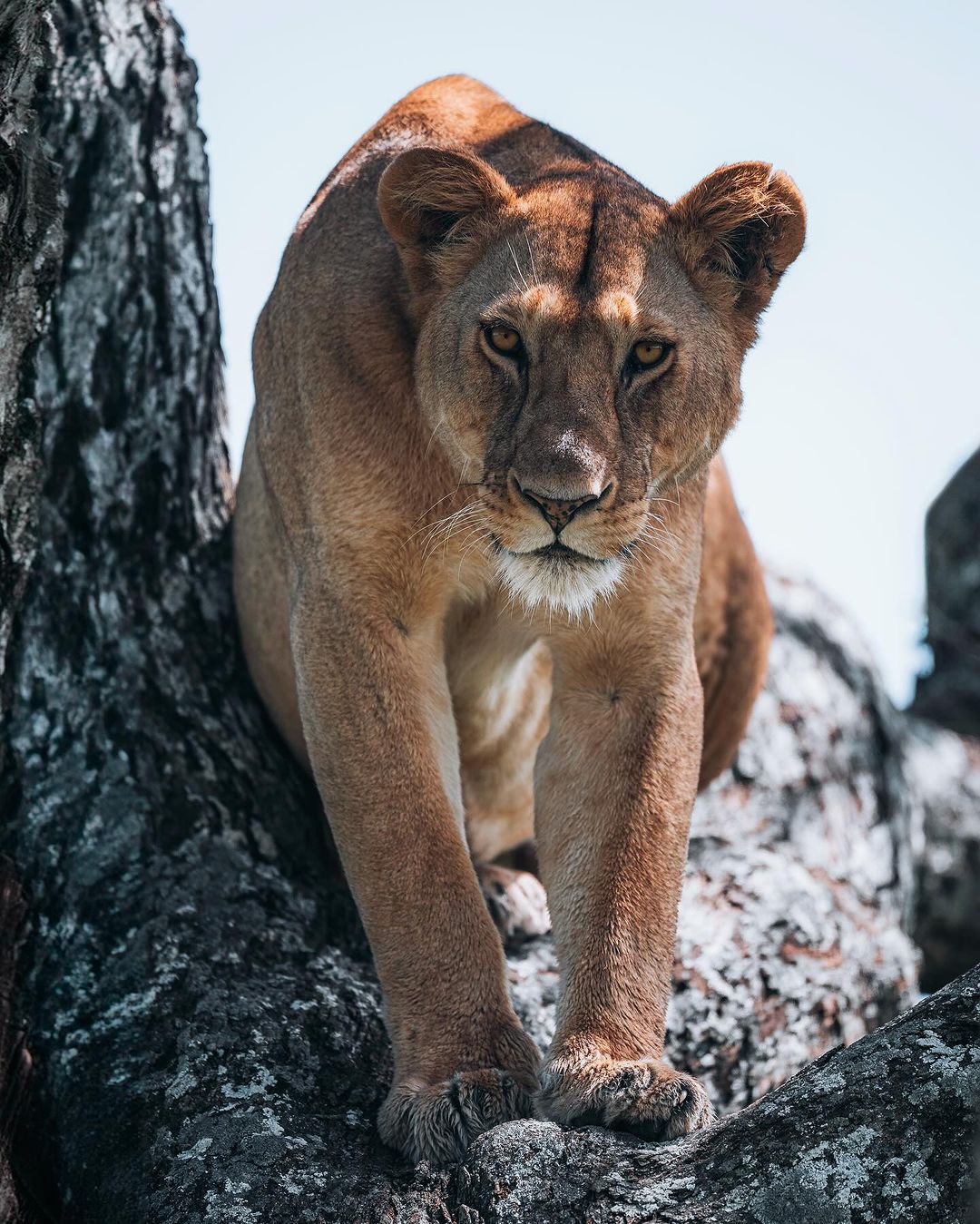 5 Days Amazing North Tanzania Safari
